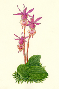 Calypso bulbosa Copyright Vorobik